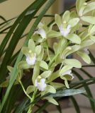 genus Cymbidium