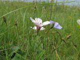 Linum tenuifolium. Верхушка цветущего растения. Украина, г. Донецк, окр. пос. Ларино, правый берег р. Кальмиус, петрофитная степь. 30.05.2010.