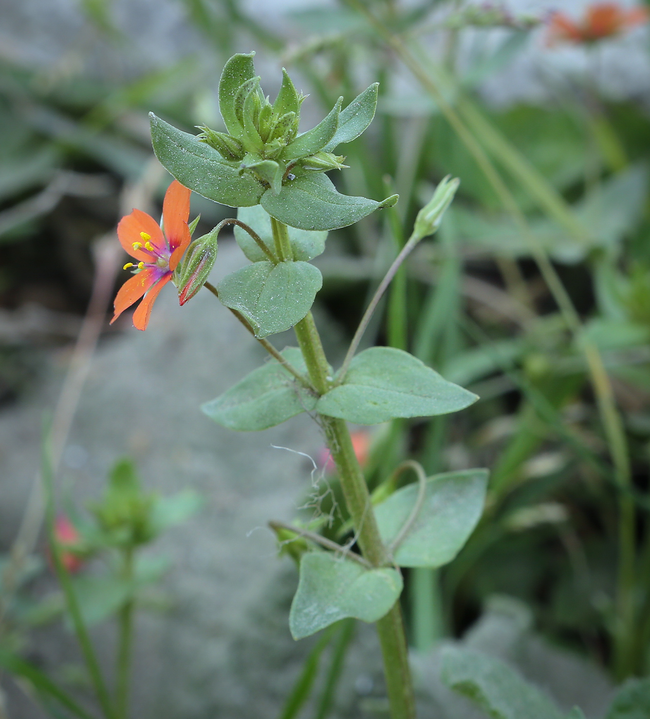 Изображение особи Anagallis arvensis.