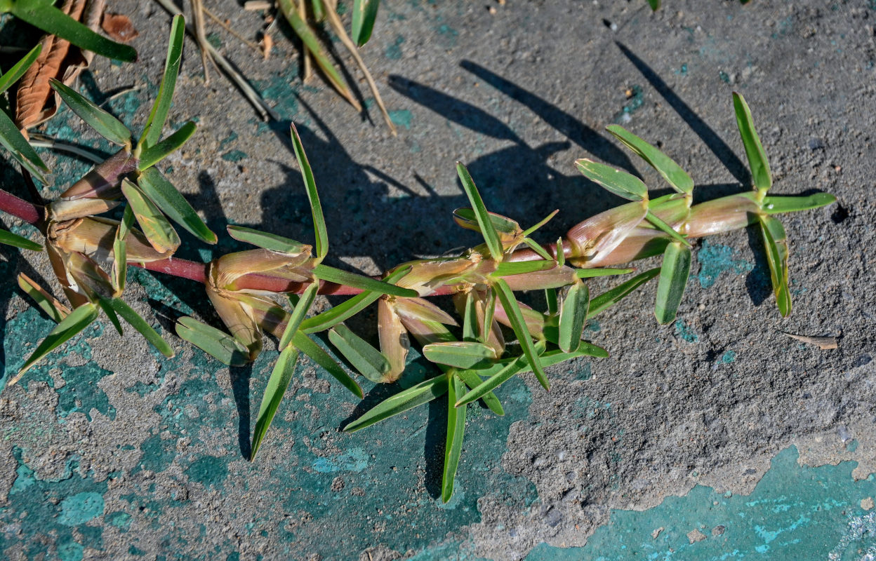 Image of Stenotaphrum secundatum specimen.