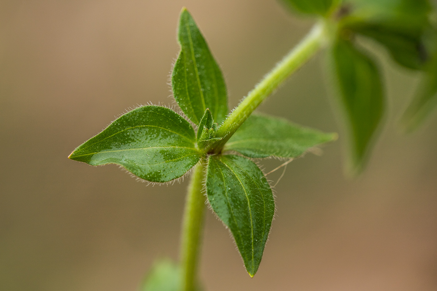 Image of Asperula caucasica specimen.