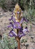 Orobanche amoena. Соцветие. Казахстан, Жетысуская обл., нац. парк \"Алтын-Эмель\", ур. Тайгак, щебнистый склон (паразитирует на Artemisia sp.). 7 мая 2024 г.