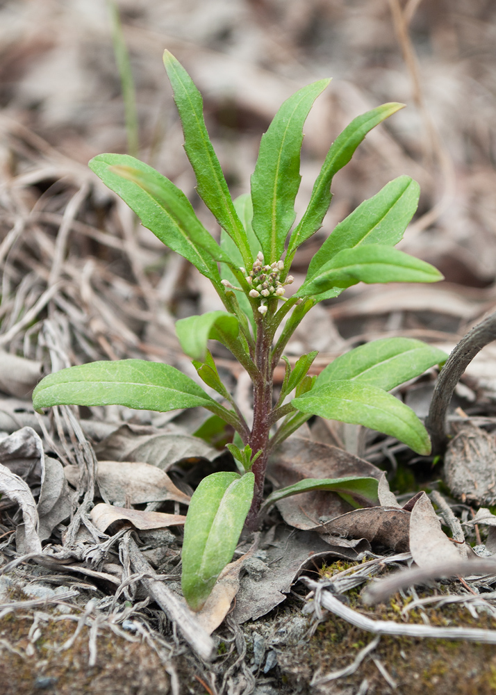 Image of familia Brassicaceae specimen.