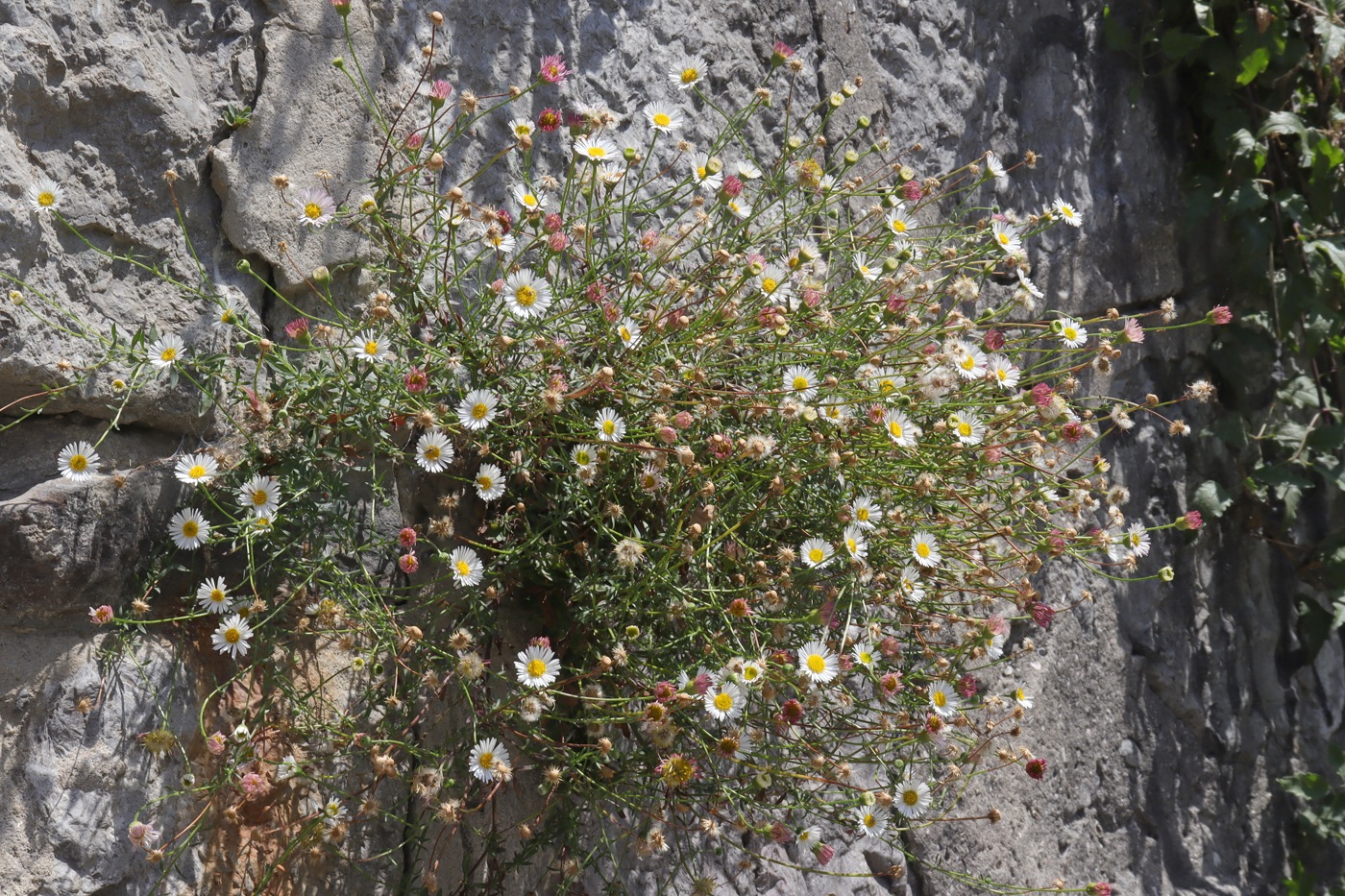 Изображение особи Erigeron karvinskianus.