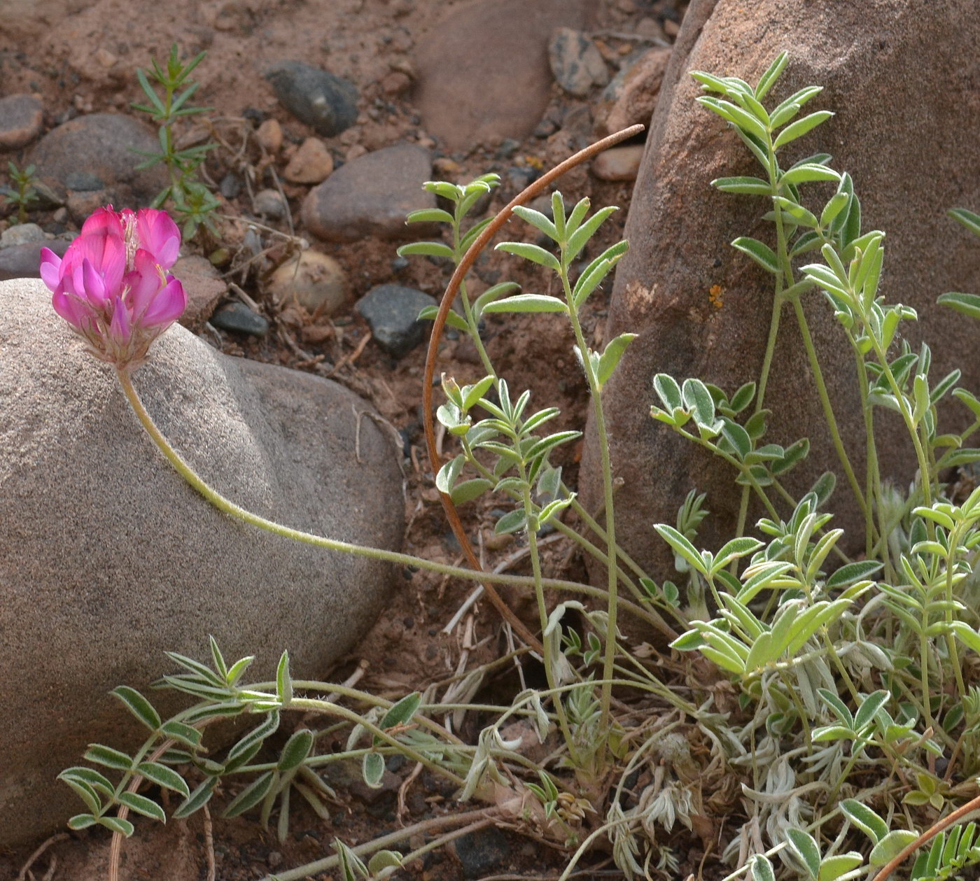 Image of genus Hedysarum specimen.