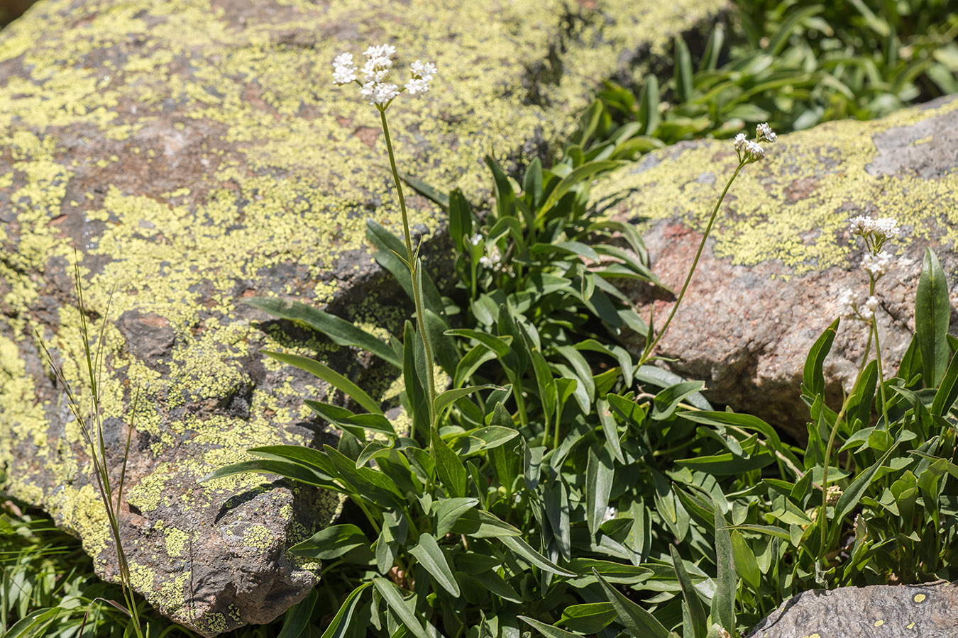 Image of Valeriana saxicola specimen.