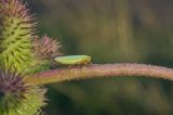 Xanthium orientale