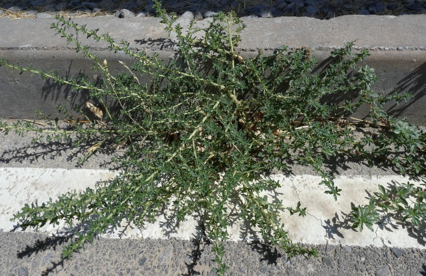 Image of Amaranthus blitoides specimen.