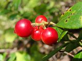 Vaccinium vitis-idaea. Верхушка побега с плодами. Хабаровский край, окр. г. Комсомольск-на-Амуре, кедрово-широколиственный лес. 15.08.2024.