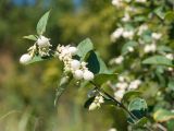 Symphoricarpos albus variety laevigatus. Верхушка побега с соплодием со зрелыми плодами и завязями. Краснодарский край, Крымский р-н, станица Неберджаевская, приусадебный участок, в культуре. 22.09.2024.