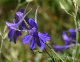 Delphinium ajacis. Цветок. Рязанская обл., Милославский р-н, окр. устья руч. Рожня, обочина грунтовой дороги. 2 августа 2024 г.