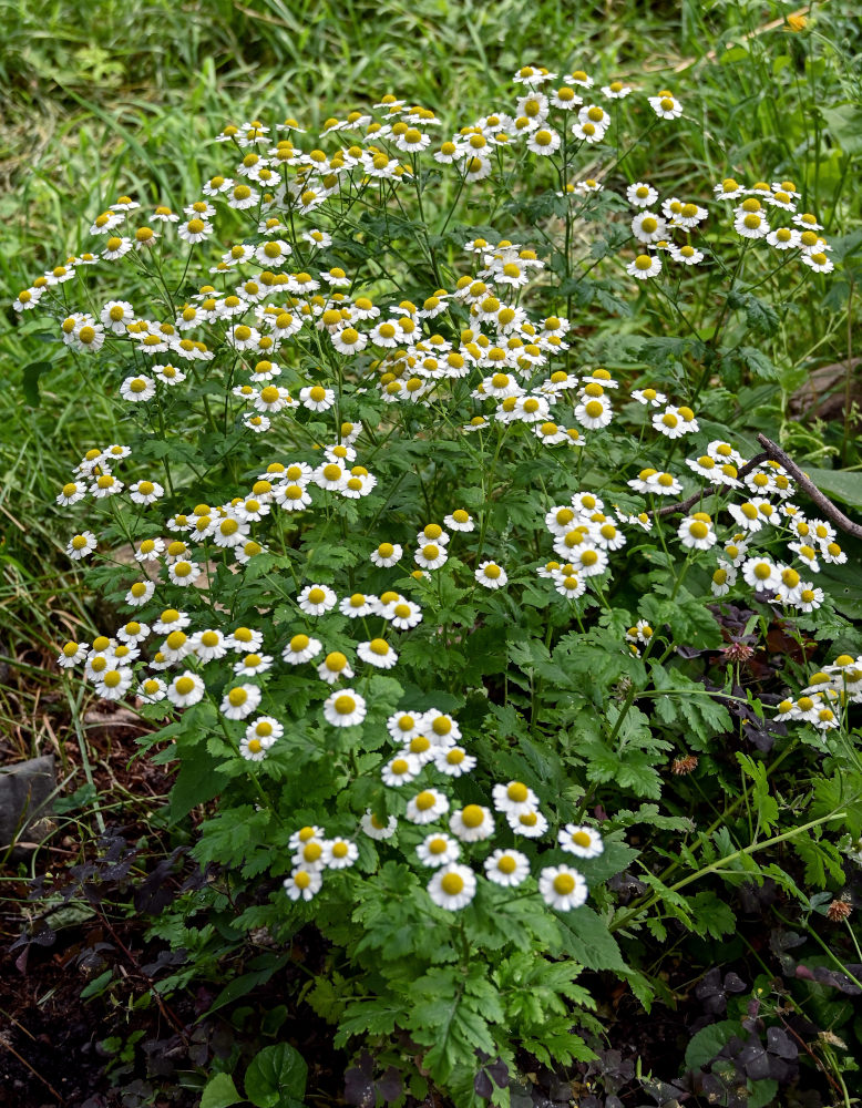 Изображение особи Pyrethrum parthenium.