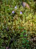 Linnaea borealis