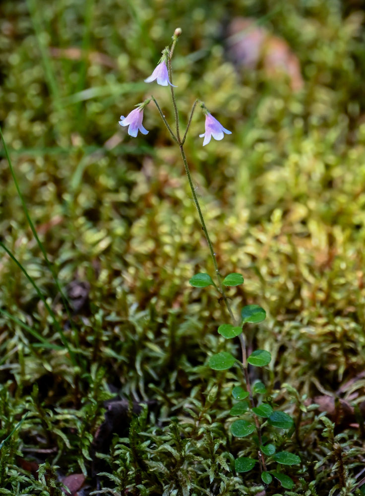 Изображение особи Linnaea borealis.