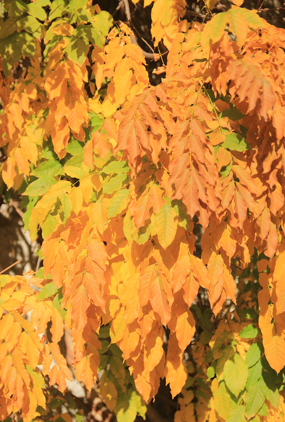 Image of Wisteria sinensis specimen.