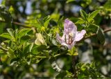 genus Bougainvillea