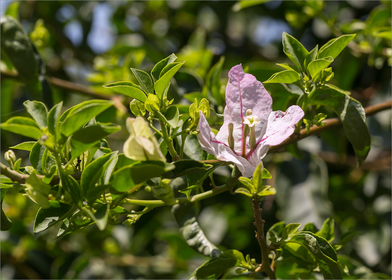 Изображение особи род Bougainvillea.