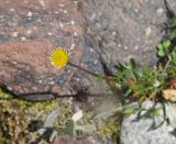 Pyrethrum dolomiticum. Соцветие. Кабардино-Балкария, Эльбрусский р-н, средняя часть дол. Терскол, выс. 2500 м н.у.м. 16 июня 2018 г.