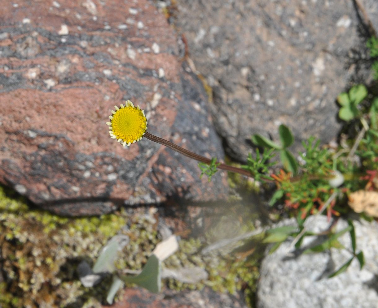 Изображение особи Pyrethrum dolomiticum.