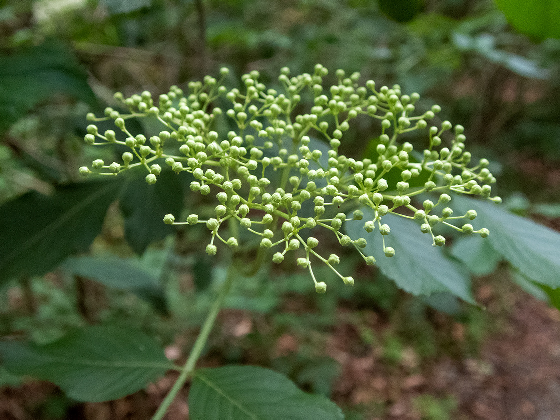 Image of Sambucus nigra specimen.