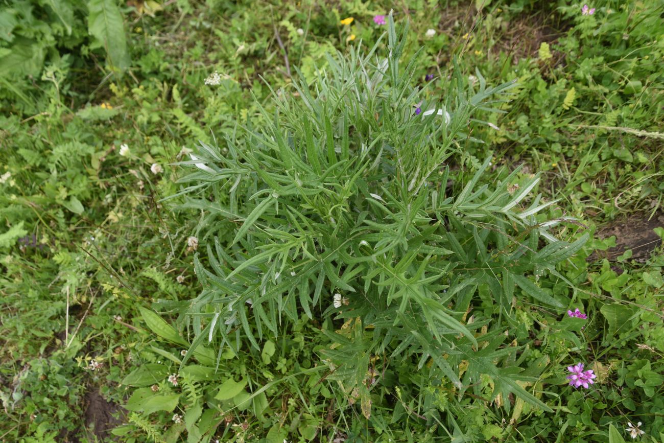 Image of genus Cirsium specimen.