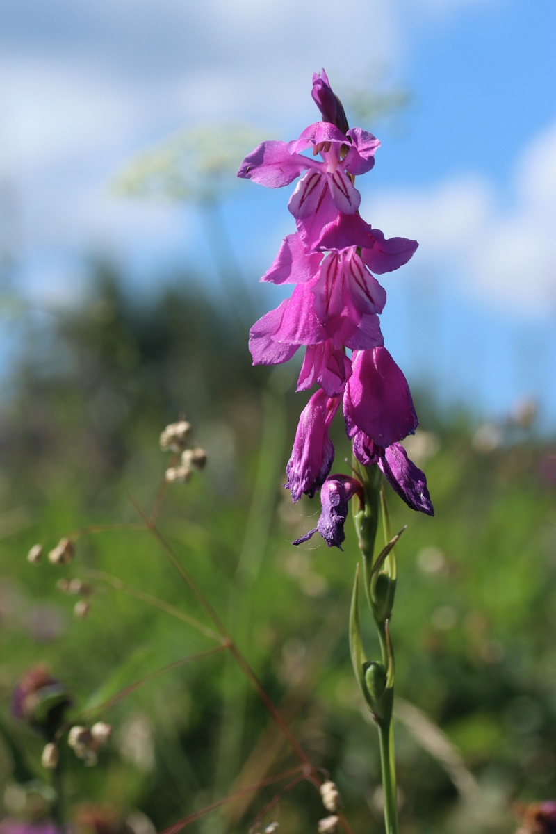 Image of Gladiolus imbricatus specimen.