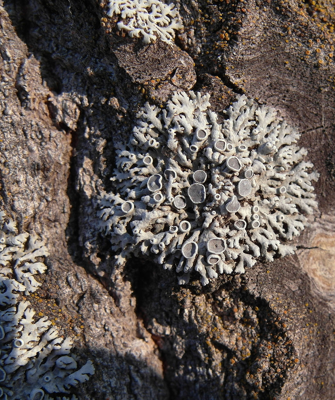 Image of Physcia stellaris specimen.