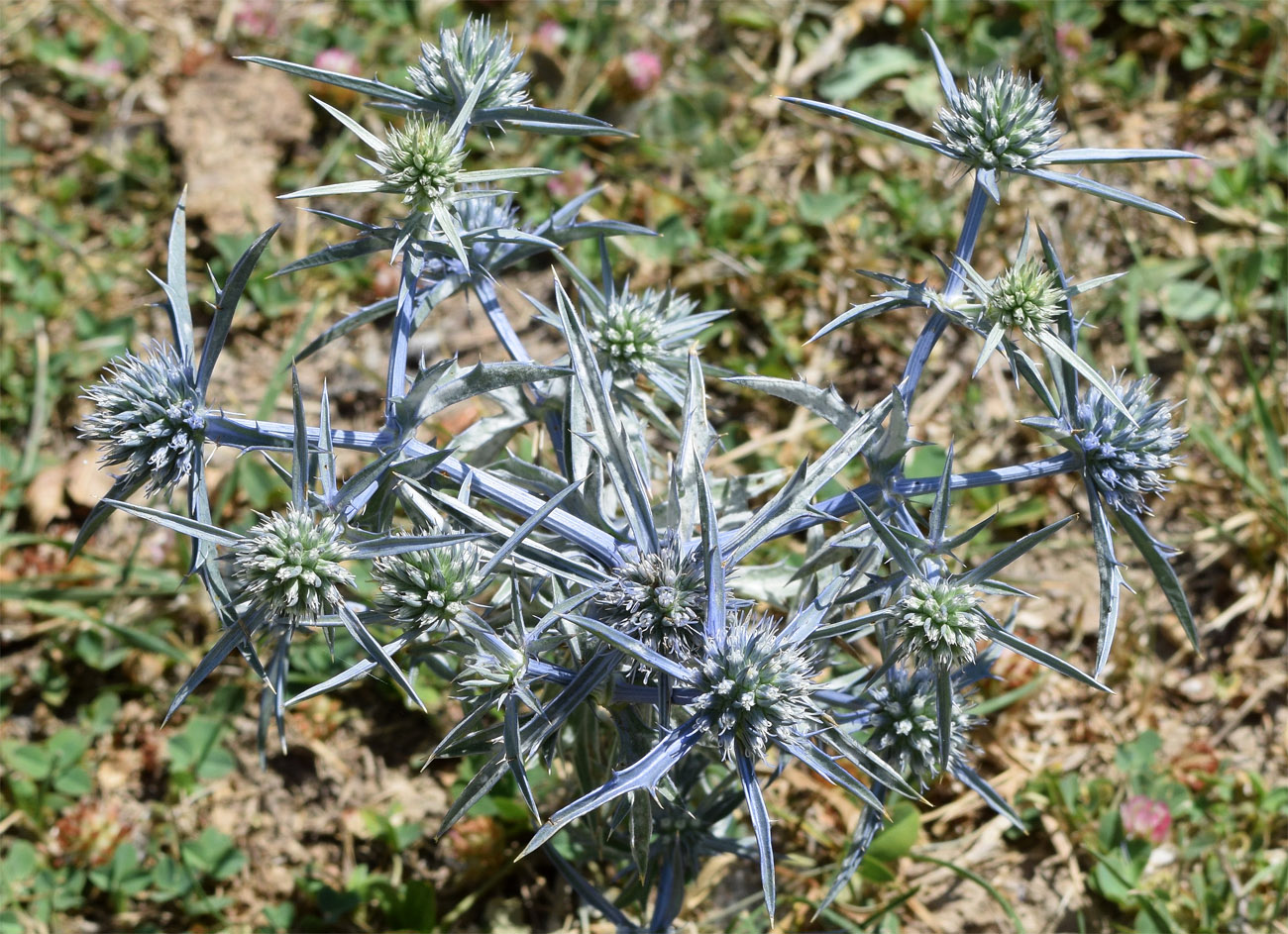 Image of Eryngium caeruleum specimen.