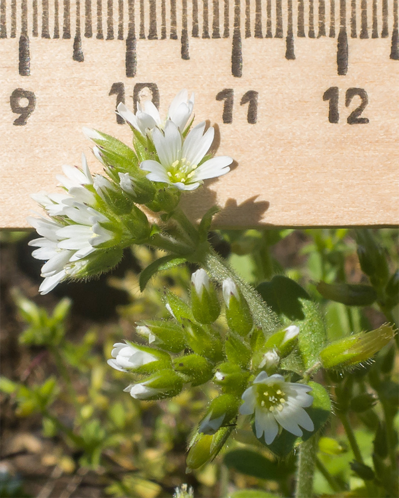 Image of Cerastium glomeratum specimen.