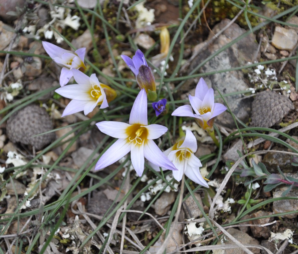 Image of Romulea bulbocodium specimen.