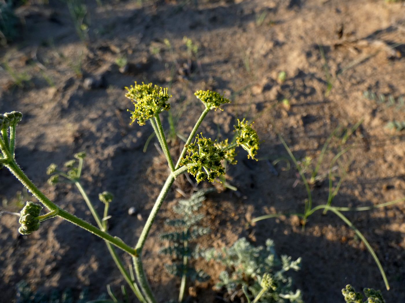 Image of Ferula nuda specimen.