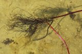 Смотреть изображение Myriophyllum sibiricum