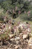View full-size image Fumaria kralikii