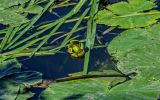 View full-size image Nuphar lutea