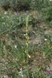 View full-size image Onobrychis radiata