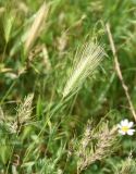 View full-size image Hordeum leporinum
