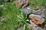 View full-size image genus Verbascum