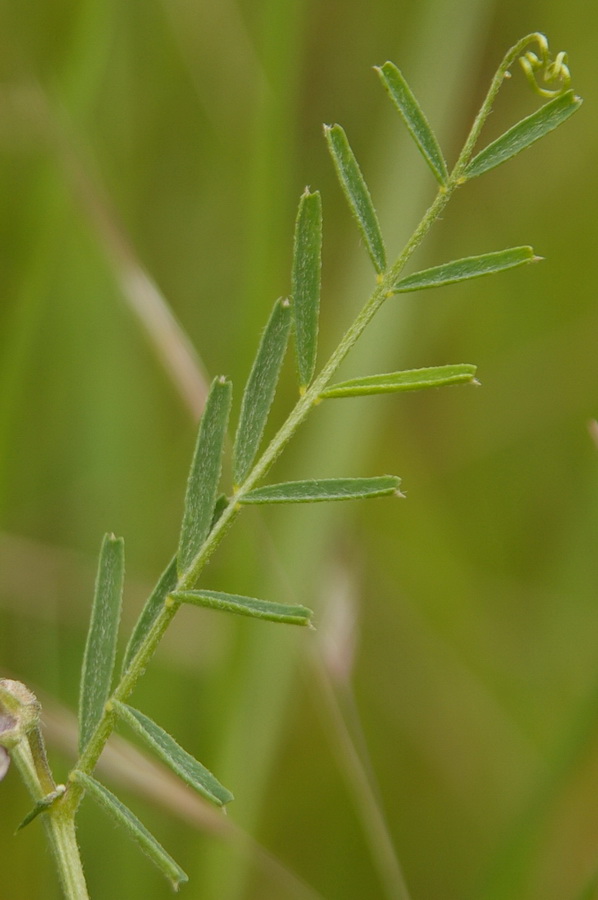 Image of Vicia peregrina specimen.