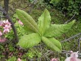 genus Rhododendron. Листья. Владивосток, ботанический сад-институт ДВО РАН. 21 июня 2011 г.