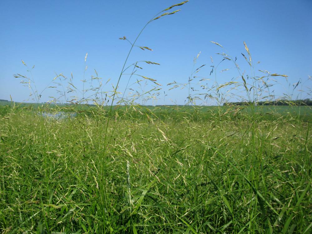 Изображение особи Scolochloa festucacea.