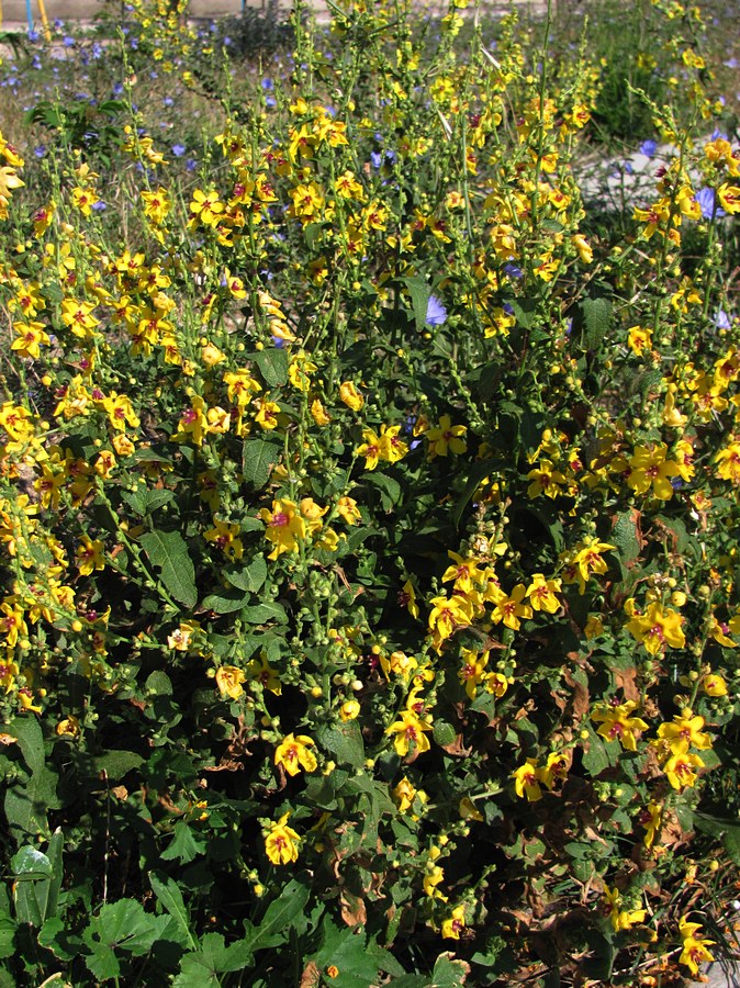 Image of Verbascum sinuatum specimen.