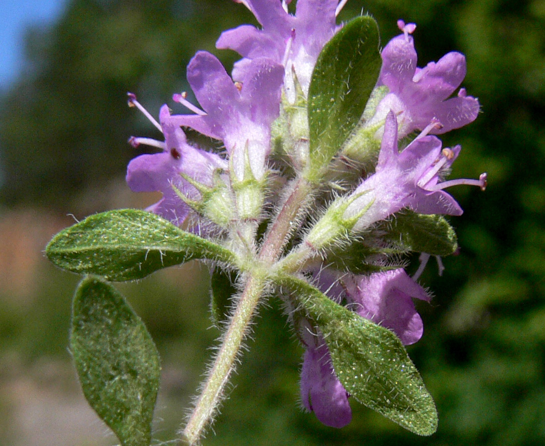 Изображение особи Thymus hirticaulis.