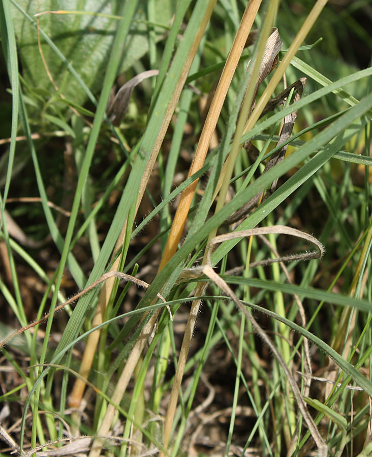 Image of Koeleria macrantha specimen.