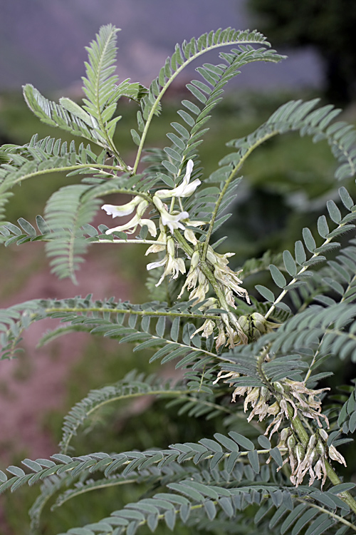 Image of Astragalus retamocarpus specimen.