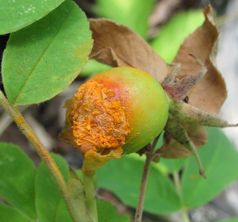 Image of Rosa cinnamomea specimen.