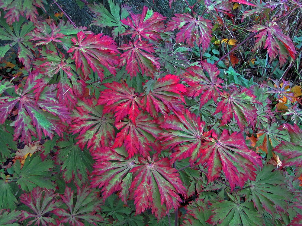 Image of Acer japonicum specimen.