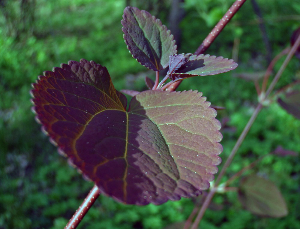 Image of Cercidiphyllum magnificum specimen.