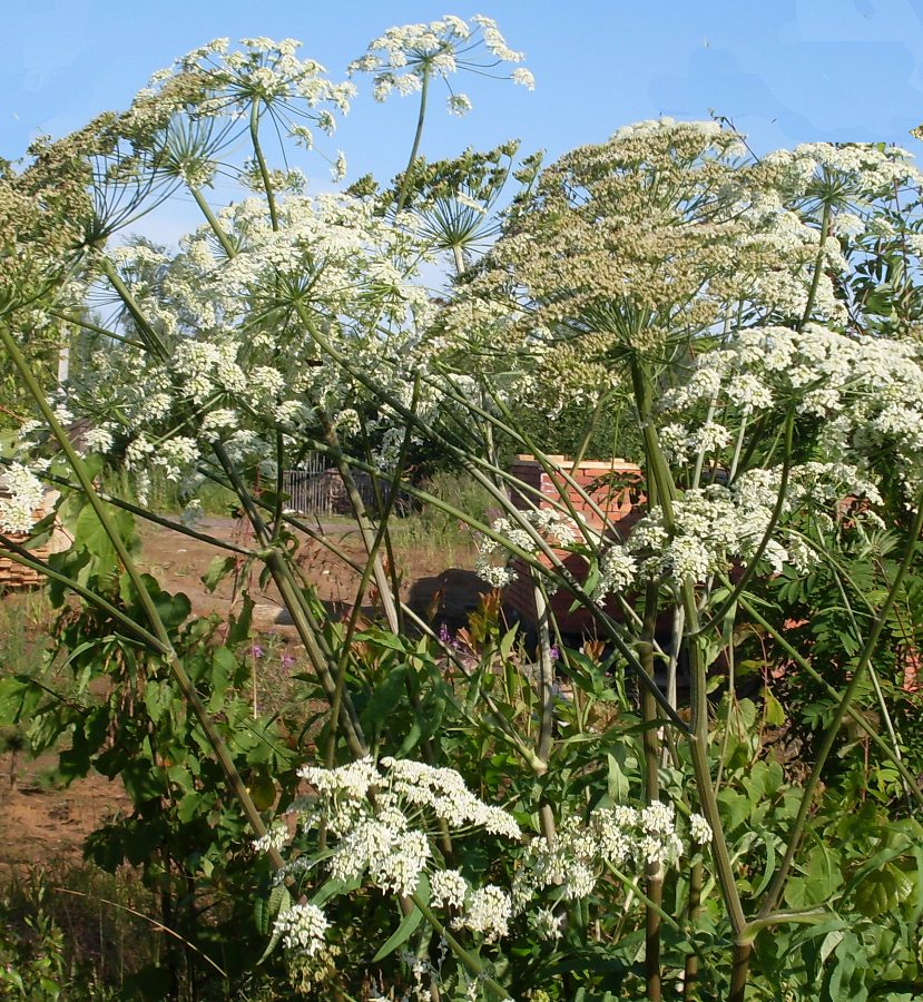 Image of genus Heracleum specimen.