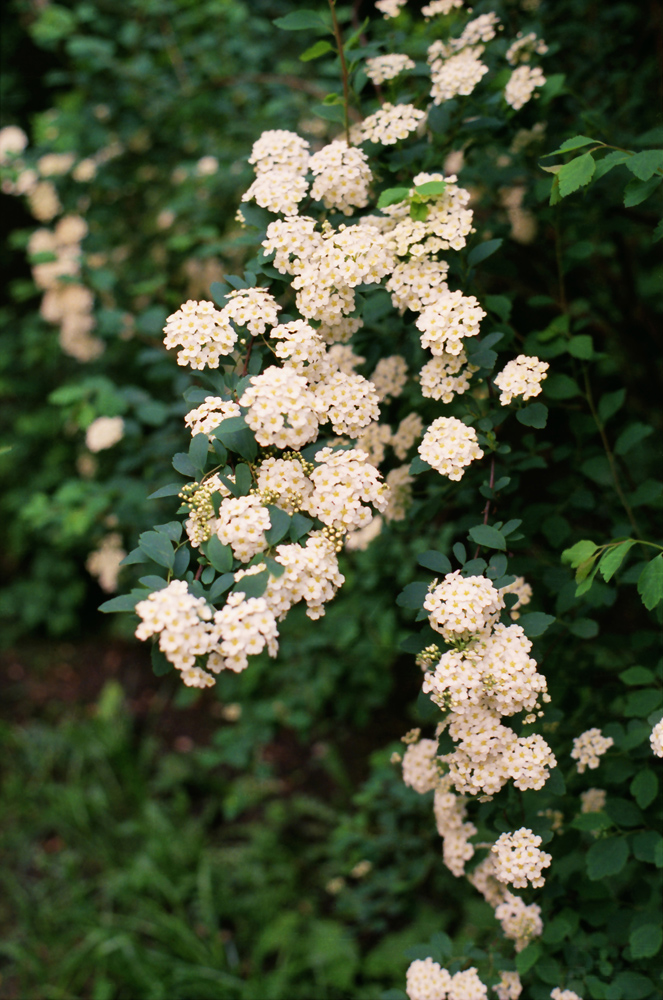 Image of genus Spiraea specimen.