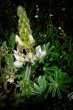 Lupinus palaestinus. Цветущее растение. Израиль, Шарон, г. Герцлия, травостой на песчаной почве. 18.02.2009.